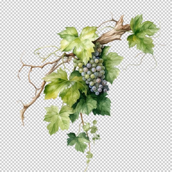 Vector dây leo có chùm nho