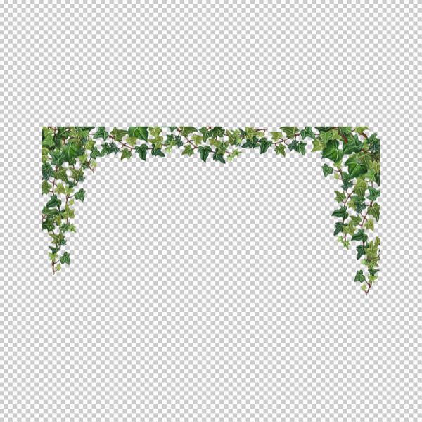 Khung hoa dây leo vector