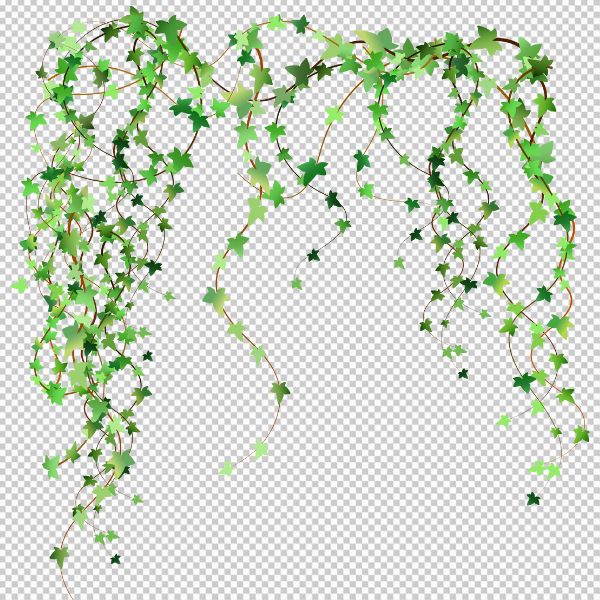 Vector dây leo png xanh mướt