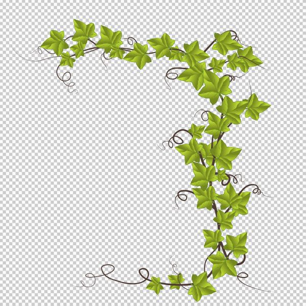 Mẫu hoa dây leo vector png miễn phí 