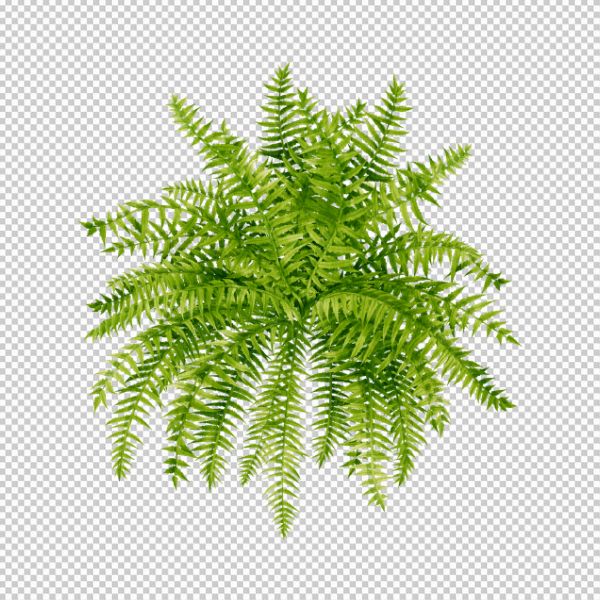 Chùm hoa dây leo vector 