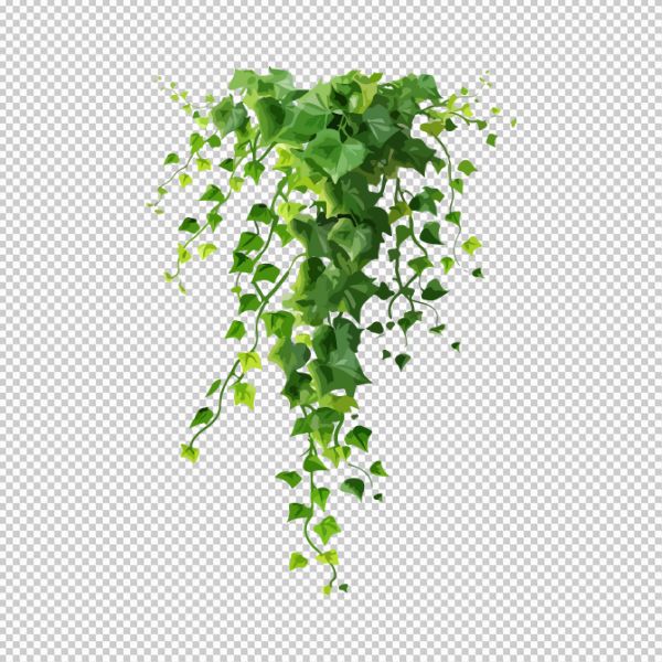 Hoa dây leo vector ấn tượng 