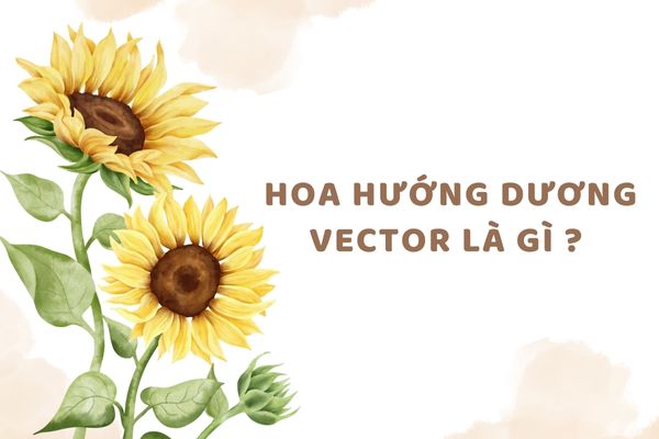 Hoa hướng dương vector là gì ?