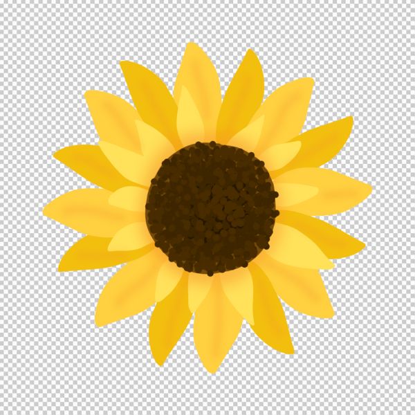 Hoa hướng dương vector png