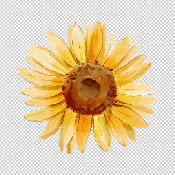 Hoa hướng dương vector hình vẽ