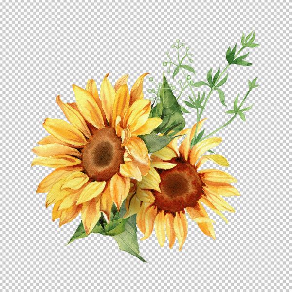 Vector hoa hướng dương
