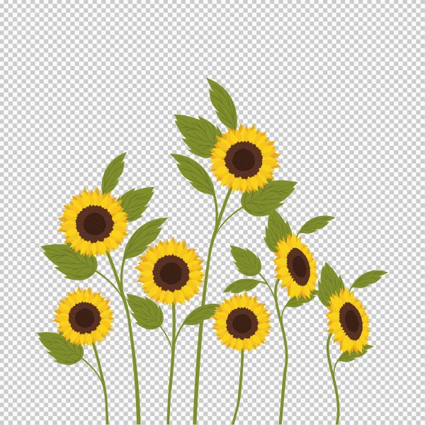 Vector hoa hướng dương đẹp