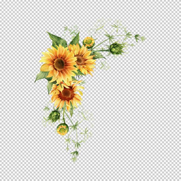 Hoa hướng dương free download vector