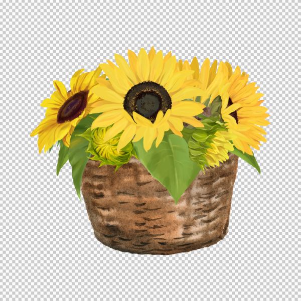 Chậu hoa hướng dương xinh xắn vector đẹp