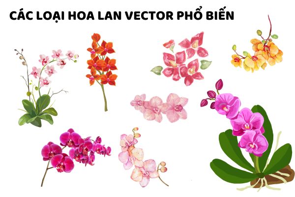 Các loại hoa lan vector phổ biến 