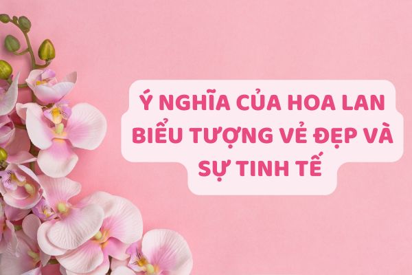 Ý nghĩa của hoa lan - Biểu tượng vẻ đẹp và sự tinh tế 