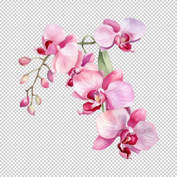 Hoa lan vector đẹp 