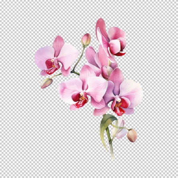 Vector mẫu hoa lan đẹp tải miễn phí 