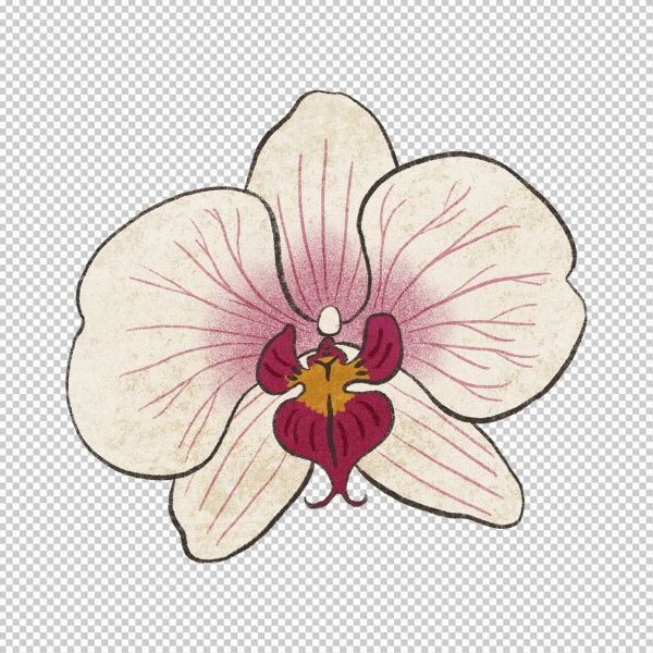 Vector hoa lan basic 