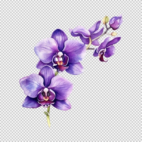 Hoa lan vector png 