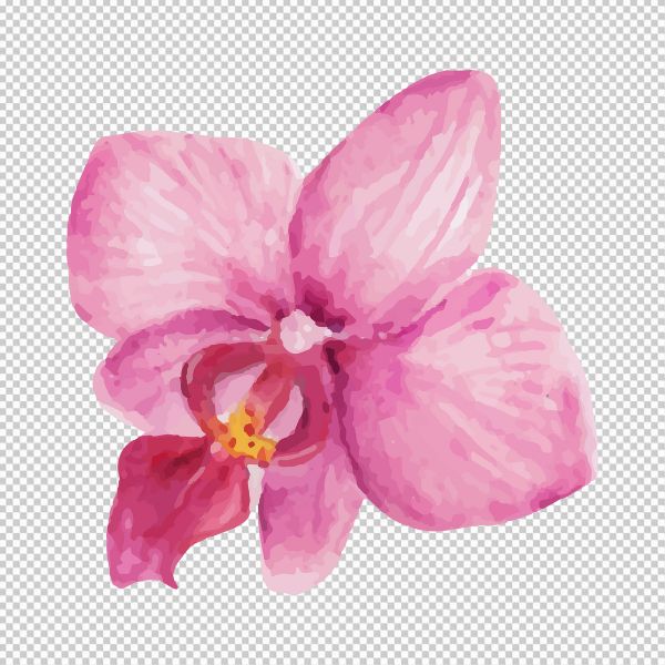 Hoa lan đẹp nét vẽ vector