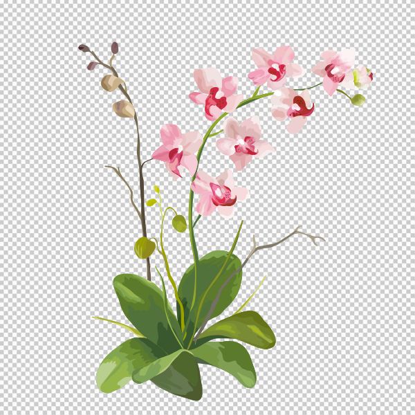 Hoa lan sang trọng vector 