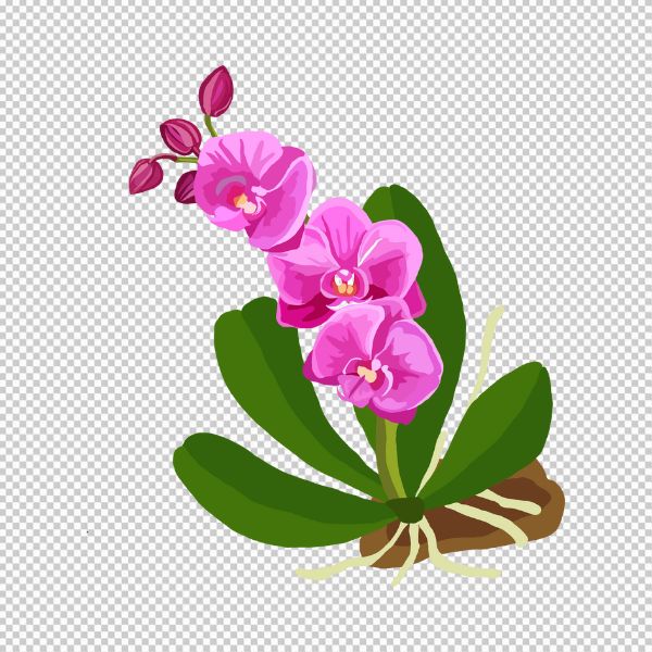 Hoa lan vector đẹp rực rỡ