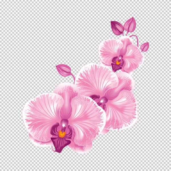 Hoa lan vector đẹp 