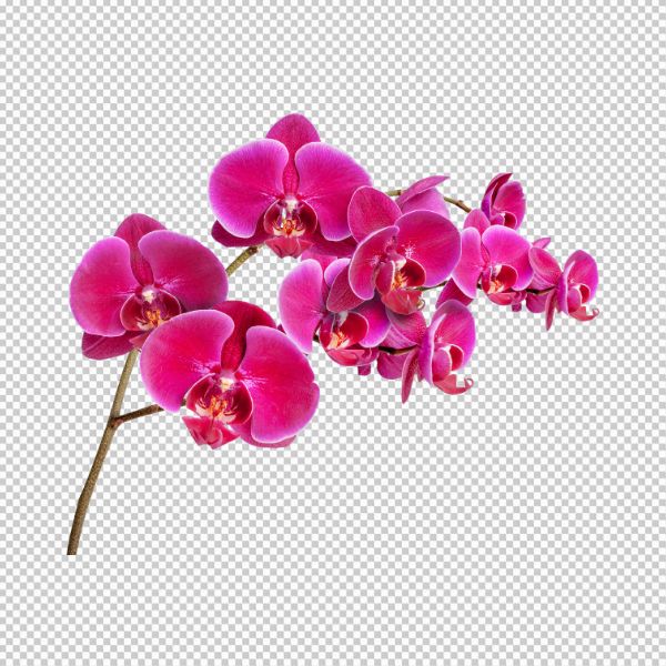 Cành hoa lan vector 