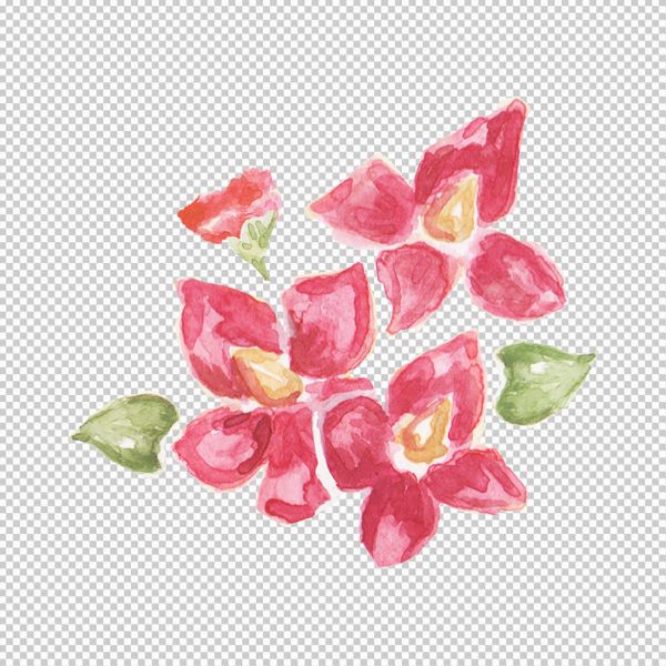 Hoa lan vector từng cánh hoa 