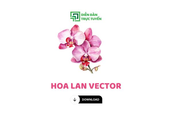 Tải Miễn Phí 44+ Mẫu Hoa Lan Vector Rực Rỡ, Đẹp Nhất 