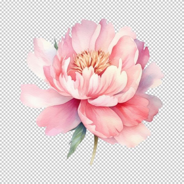 Hoa mẫu đơn vector bắt mắt