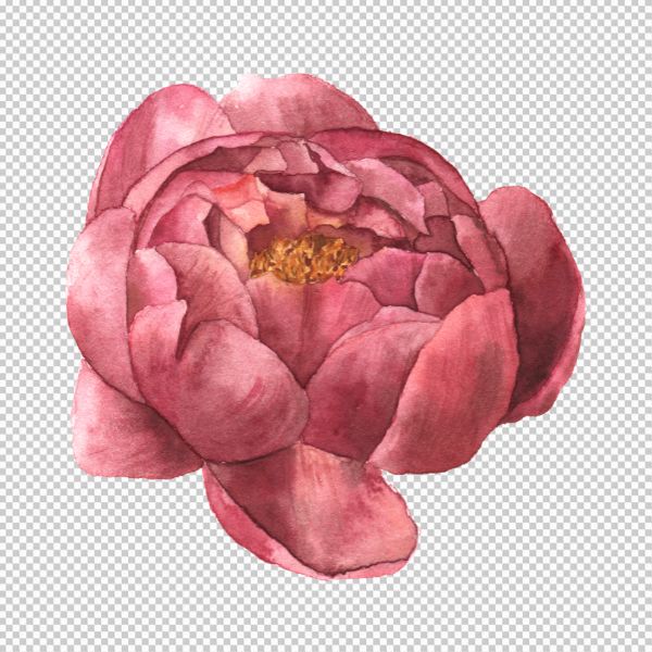 Hoa mẫu đơn vector rực rỡ