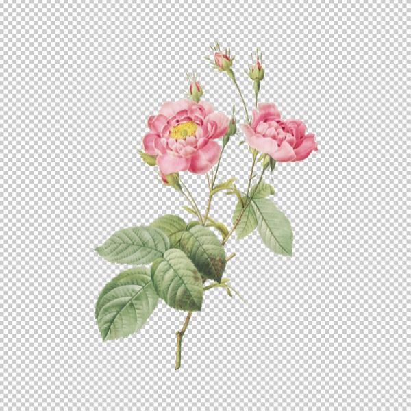 Hoa mẫu đơn vector thanh thoát