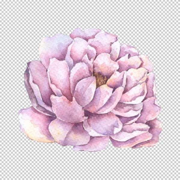 Vector hoa mẫu đơn tươi tắn