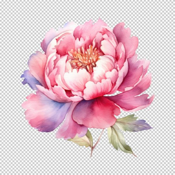 Hoa mẫu đơn vector sang trọng