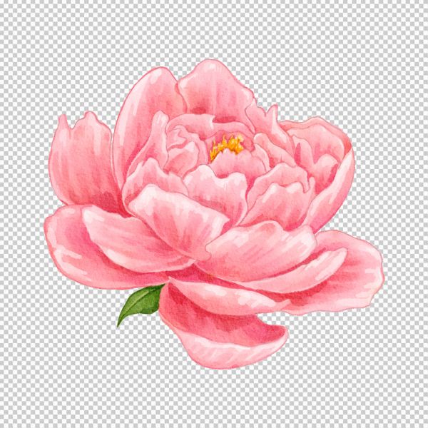 Hoa mẫu đơn vector thông dụng tải miễn phí