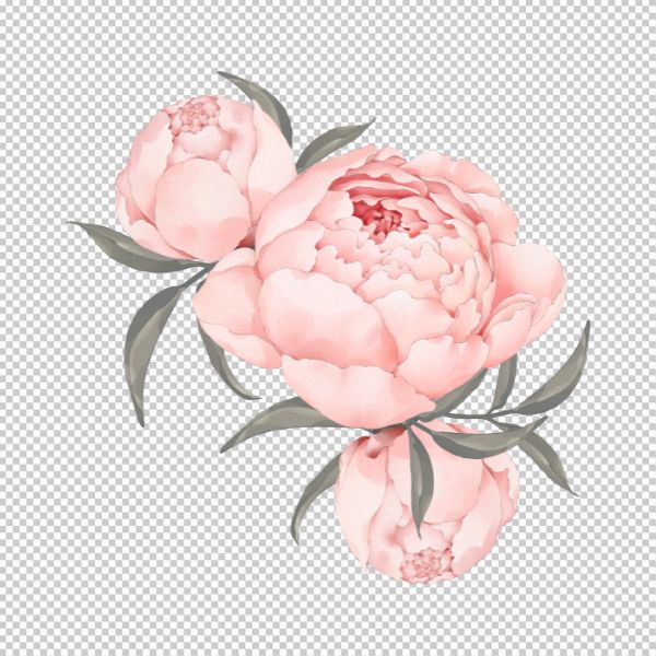 Vector hoa mẫu đơn đẹp file JPG, PNG