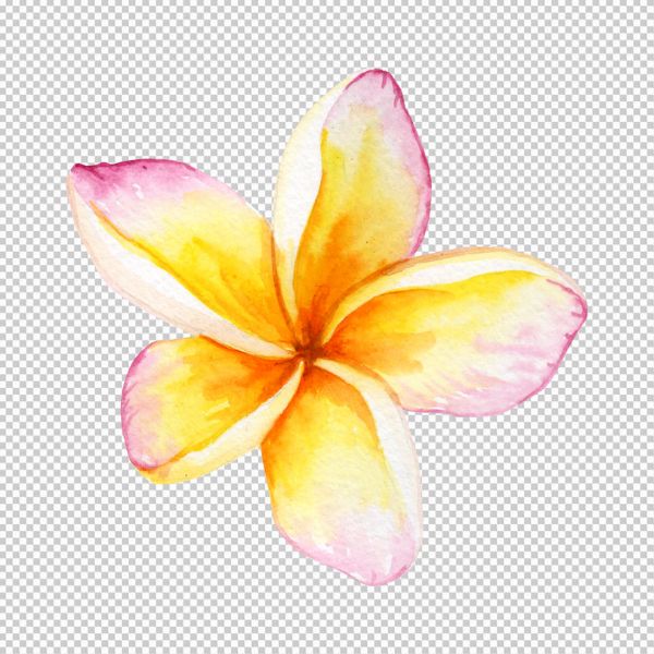 Hình hoa sứ vector