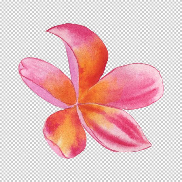 Hoa sứ vector màu hồng