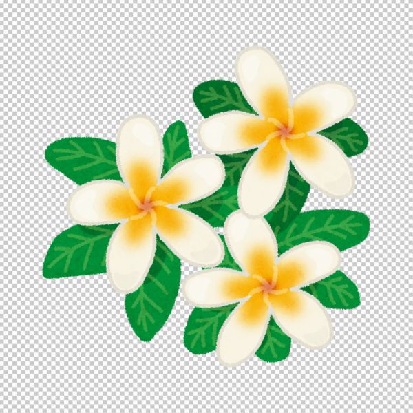 Vector hoa sứ trắng xinh đẹp