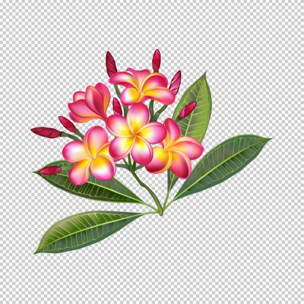 Hoa sứ và lá vector png