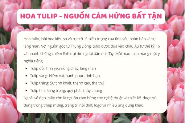 Hoa Tulip - Nguồn cảm hứng bất tận
