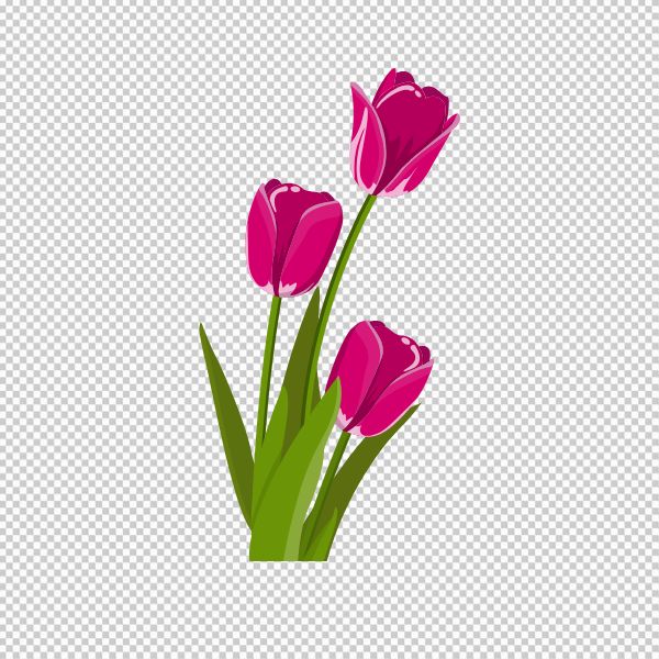 Vector hoa tulip hồng đậm