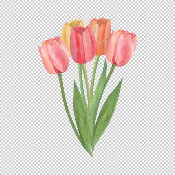 Hoa tulip file vector rực rỡ