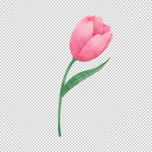 Cành hoa tulip đẹp