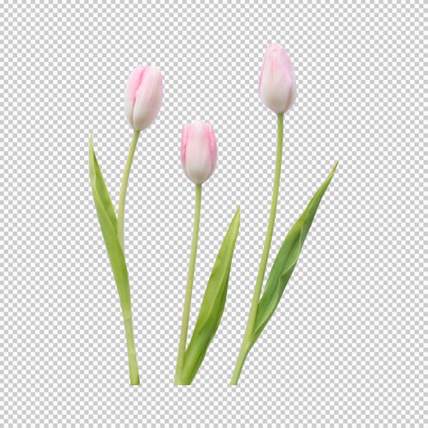 Ba cành hoa tulip vector