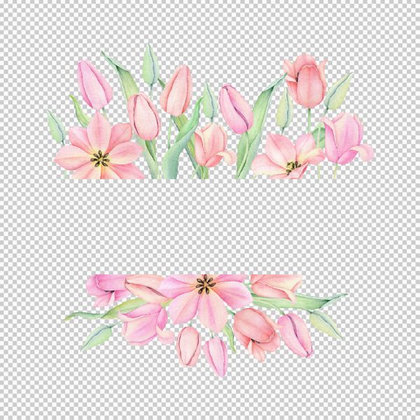 Hoa tulip hồng trắng vector