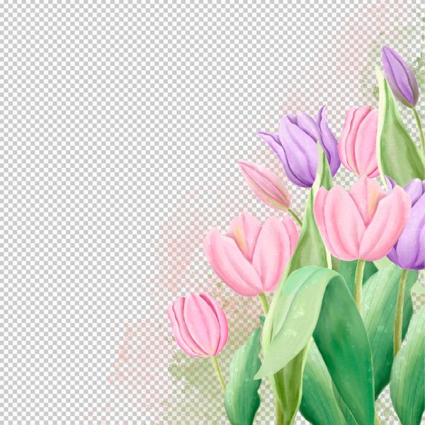 Bụi hoa tulip hồng tím lung linh vector
