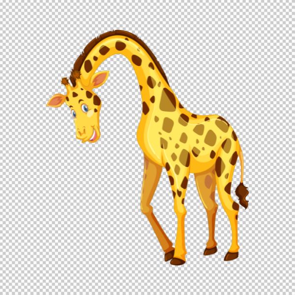 Hươu cao cổ chúi đầu