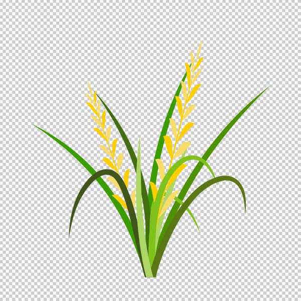 Hình ảnh bông lúa vector