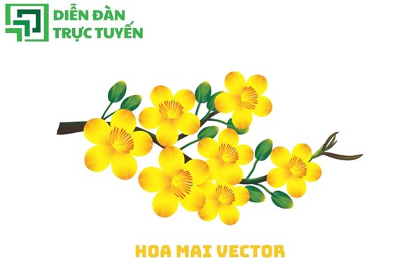 Hoa Mai Vector