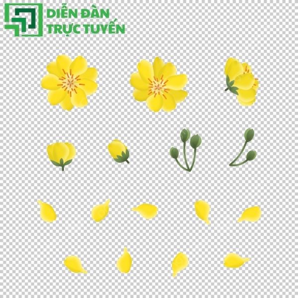 Cụm hoa mai vector dùng trong trang trí, thiết kế