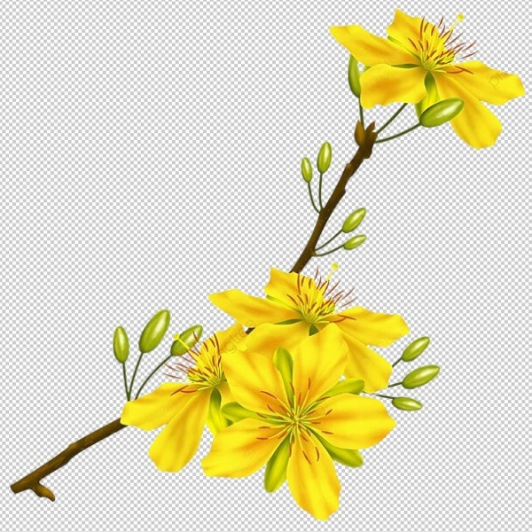 Cành hoa mai vector rõ, sắc nét