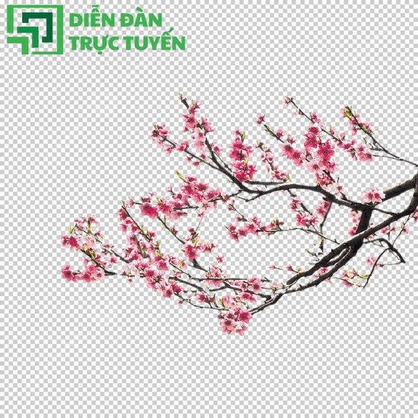 Bộ cành đào vector phong cách hiện đại